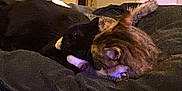 Rosy a rejoint le concours — aidez-le/la à gagner de superbes lots ! animals, bedroom, black_cat, blanket, cat, cats, comfort, companion, cozy, cute, domestic, feline, friendship, indoor, pets, relaxation, resting, sleeping, snuggling, tabby_cat