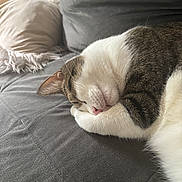 Pepper is registered to the contest to win money with this photo: cat, sleeping, couch, gray, white, tabby, paw, cozy, indoor, pet, fur, relaxed, cute, animal, rest, domestic, soft, pillow, nap, feline