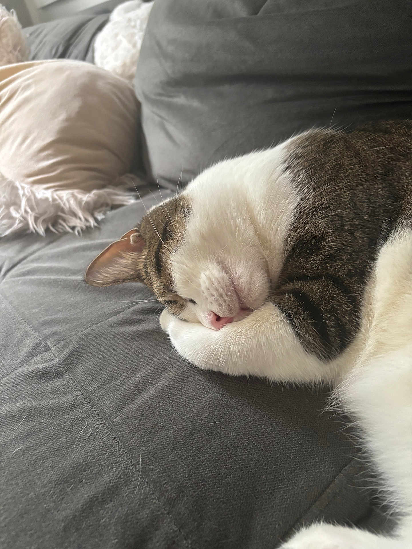Pepper