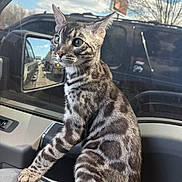 Cowboy is registered to the contest to win money with this photo: cat, tabby_cat, pet, animal, indoor, car_interior, window, reflection, daylight, sky, clouds, parking_lot, vehicle, curious, alert, feline, mammal, striped, whiskers, ears