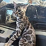 cat, tabby_cat, pet, animal, indoor, car_interior, window, reflection, daylight, sky, clouds, parking_lot, vehicle, curious, alert, feline, mammal, striped, whiskers, ears