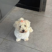 Mascha participe au concours pour gagner de l'argent avec cette photo : dog, pet, white_dog, bow, cute, fluffy, indoor, tile_floor, looking_up, small_dog, adorable, waiting, animal, companion, domestic, fur, ears, nose, eyes, sitting