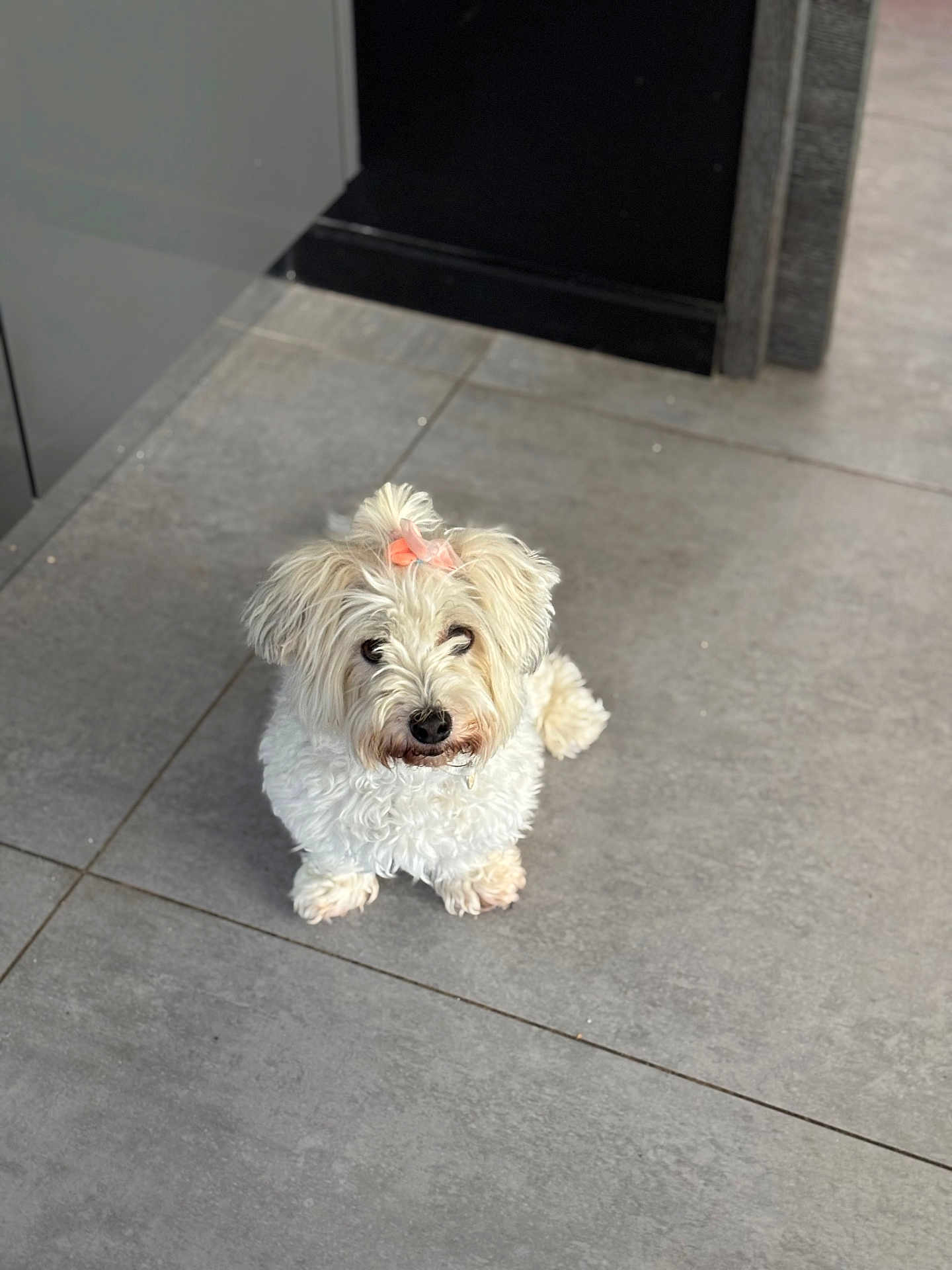Mascha participe au concours pour gagner de l'argent avec cette photo : dog, pet, white_dog, bow, cute, fluffy, indoor, tile_floor, looking_up, small_dog, adorable, waiting, animal, companion, domestic, fur, ears, nose, eyes, sitting