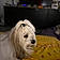 Mi-Loup