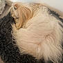 animal, black_cushion, canine, comfortable, cozy, curled_up, cushion, cute, dog, fluffy, fur, home, indoors, long_hair, nap, pet, relaxed, resting, sleeping, soft