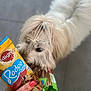 canine, close_up, cute, dog, dog_treats, floor, food, fur, hand, holding, indoor, nail_polish, packet, paw, person, pet, pink_nails, sniffing, treat, white_dog