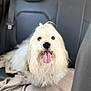 animal, backseat, blanket, car_interior, companion, cute, dog, domestic_animal, fluffy, friendly, fur, happy, indoor, leather_seat, mammal, pet, pet_portrait, seat, tongue_out, white_dog