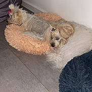 Mi-Loup a rejoint le concours — aidez-le/la à gagner de superbes lots ! dog, pet, furry, bed, floor, tile, indoor, cozy, resting, animal, fluffy, cute, companion, relaxed, white, peach_bed, blue_slipper, black_cushion, home, corner