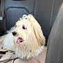 dog, white_dog, fluffy, panting, car_interior, blanket, seat, pet, animal, happy, tongue_out, close_up, side_view, fur, cute, domestic_animal, transportation, companion, indoor, leisure
