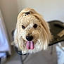 animal, blurry_background, canine, chair, companion, cute, dog, domestic_animal, fluffy, friendly, fur, happy, indoor, long_hair, looking_at_camera, mammal, pet, portrait, tongue_out, top_knot