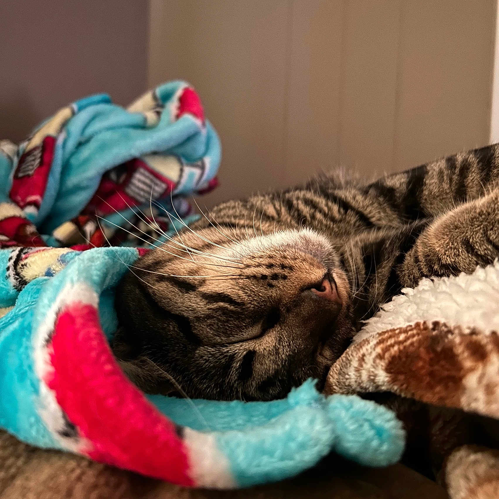 Ollie is registered to the contest to win money with this photo: animal, blanket, cat, closeup, comfort, cozy, cute, fur, home, indoor, nap, pet, relaxed, resting, sleeping, soft, tabby, texture, warm, whiskers