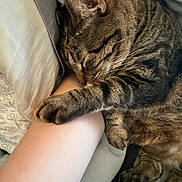 Ollie joined the competition — help win amazing prizes! arm, cat, closeup, comfort, cozy, cushion, cute, feline, fur, hugging, human, indoors, nap, paw, pet, relaxing, resting, sleeping, tabby, whiskers