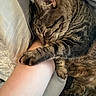 arm, cat, closeup, comfort, cozy, cushion, cute, feline, fur, hugging, human, indoors, nap, paw, pet, relaxing, resting, sleeping, tabby, whiskers