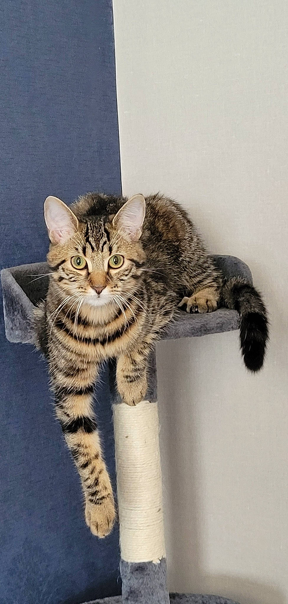 Tokyo a rejoint le concours — aidez-le/la à gagner de superbes lots ! carnivore, cat, claw, domestic_short_haired_cat, eye, felidae, fur, paw, small_to_medium_sized_cats, snout, tail, terrestrial_animal, whiskers, wildlife