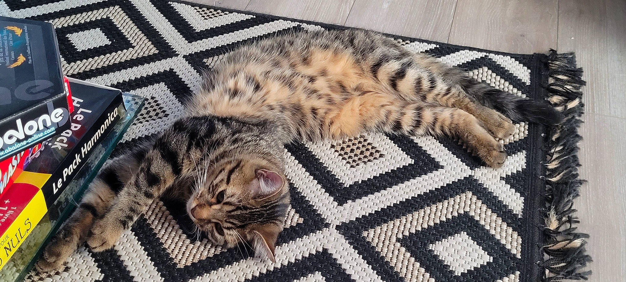 Tokyo a rejoint le concours — aidez-le/la à gagner de superbes lots ! carnivore, cat, comfort, domestic_short_haired_cat, fawn, felidae, flooring, fur, grey, linens, pattern, paw, small_to_medium_sized_cats, snout, tail, terrestrial_animal, textile, vertebrate, whiskers, wood