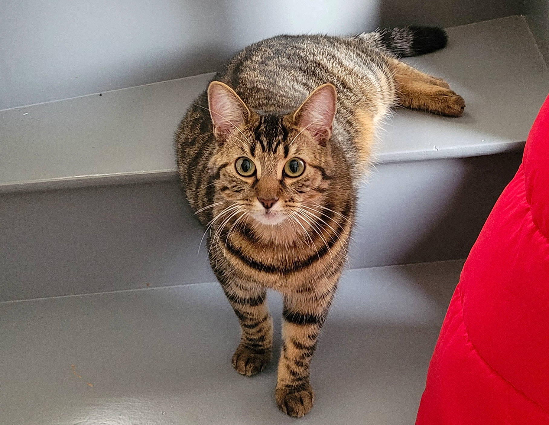 Tokyo participe au concours pour gagner de l'argent avec cette photo : carnivore, cat, cat_supply, comfort, domestic_short_haired_cat, eye, felidae, fur, head, linens, paw, sitting, small_to_medium_sized_cats, snout, tail, terrestrial_animal, whiskers, window