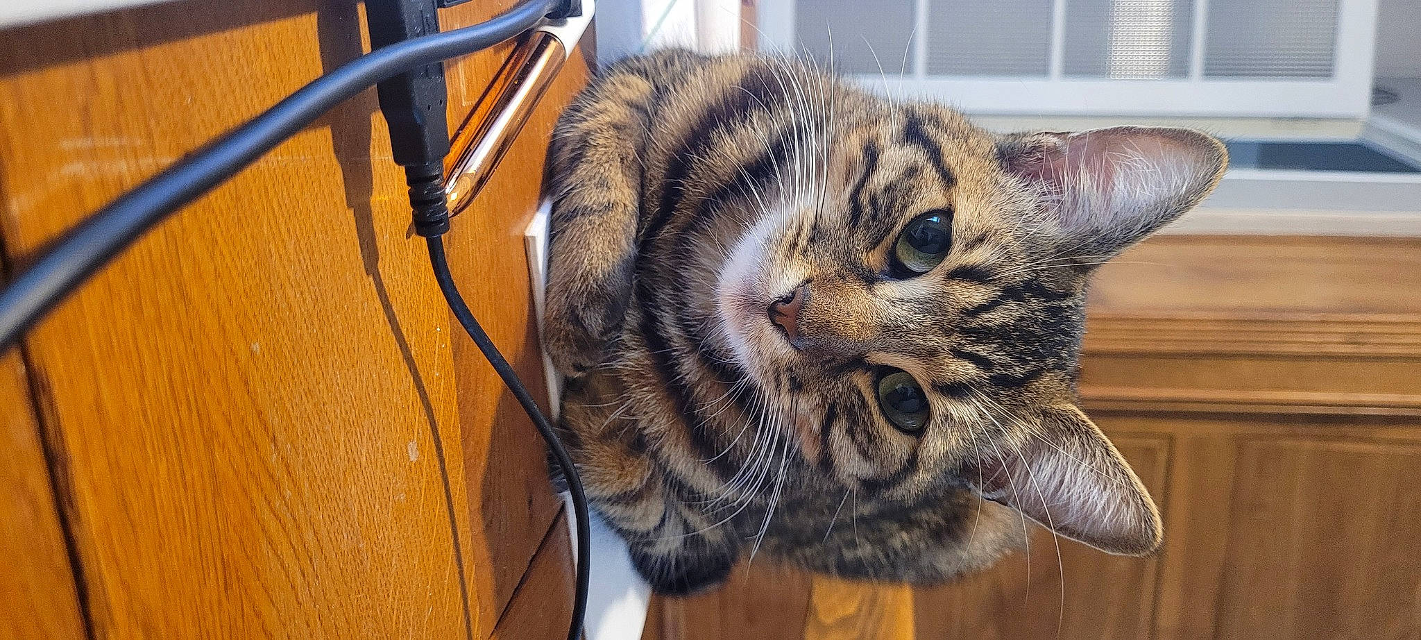 Tokyo a rejoint le concours — aidez-le/la à gagner de superbes lots ! carnivore, cat, claw, domestic_short_haired_cat, felidae, fur, paw, small_to_medium_sized_cats, snout, terrestrial_animal, whiskers, wire, wood