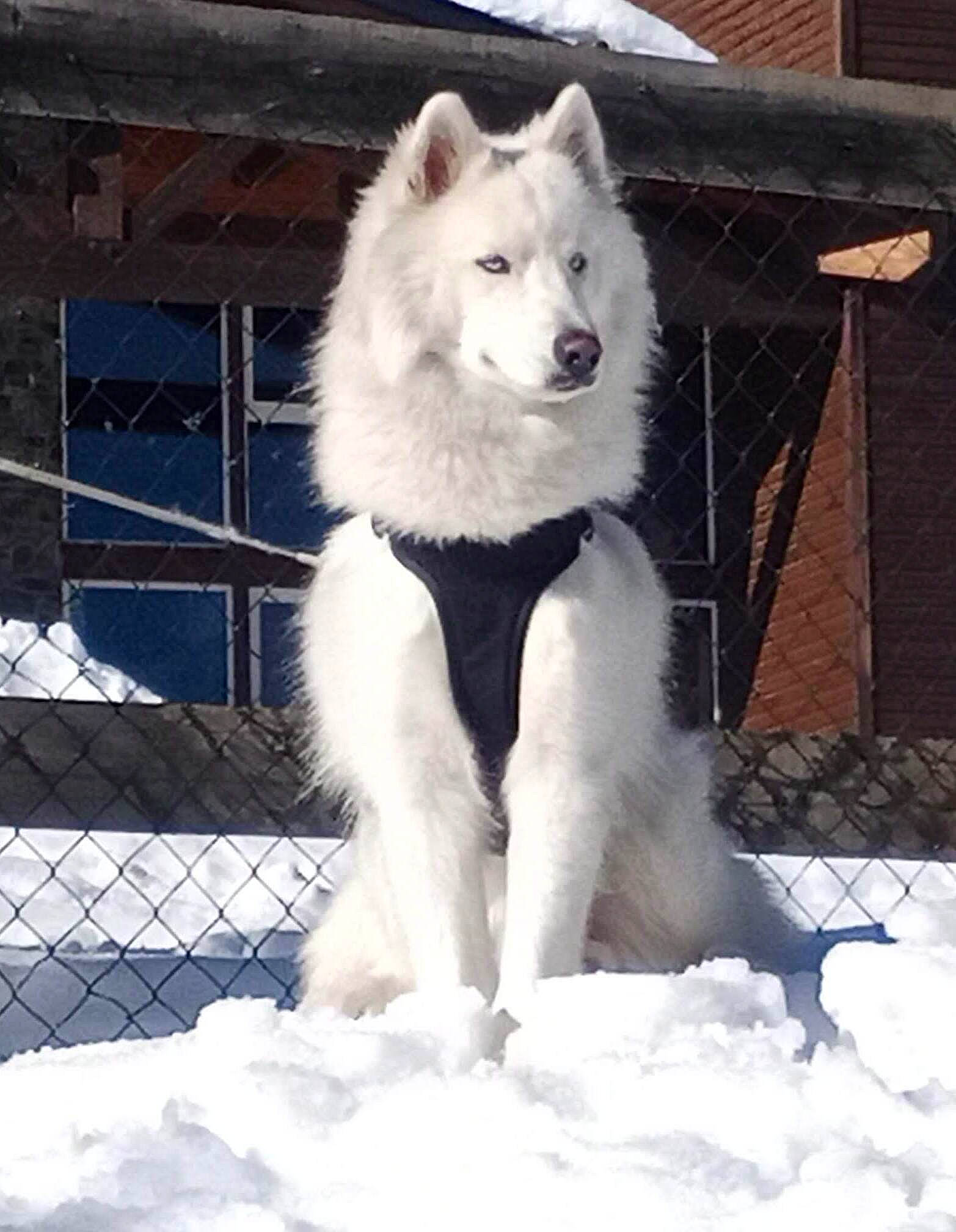 Everest a rejoint le concours — aidez-le/la à gagner de superbes lots ! canis, carnivore, companion_dog, dog, dog_breed, fang, fence, freezing, fur, german_spitz_klein, giant_dog_breed, grey, sled_dog, snout, snow, spitz, window, winter, wolf, working_animal