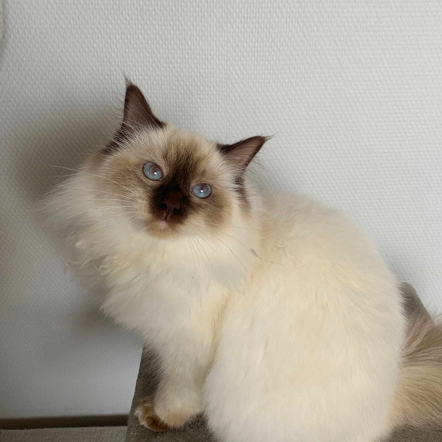 Sky participe au concours pour gagner de l'argent avec cette photo : angora, animal, cat, kitten, manx, pet, siamese