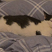 Cookie is registered to the contest to win money with this photo: cat, black_and_white, feline, pet, resting, sleepy, blanket, plaid, cozy, indoor, fur, animal, cute, domestic, whiskers, ears, nose, comfort, relaxation, lying_down