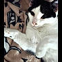 Cookie joined the competition — help win amazing prizes! cat, black_and_white, pet, animal, feline, fur, whiskers, paw, blanket, soft, cozy, indoor, relaxed, cute, closeup, resting, lying_down, comfort, domestic, sleepy