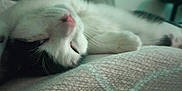 Cookie joined the competition — help win amazing prizes! cat, sleeping, white_cat, black_patches, blanket, texture, cozy, indoor, relaxed, pet, feline, nap, fur, whiskers, close_up, resting, domestic_cat, cute, soft_light, blurred_background