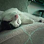cat, sleeping, white_cat, black_patches, blanket, texture, cozy, indoor, relaxed, pet, feline, nap, fur, whiskers, close_up, resting, domestic_cat, cute, soft_light, blurred_background