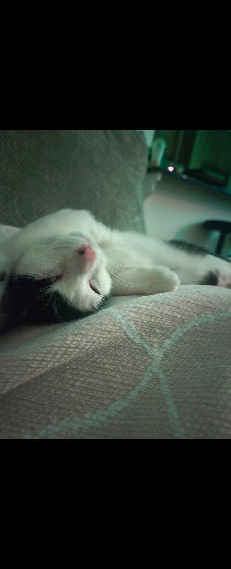 Cookie joined the competition — help win amazing prizes! cat, sleeping, white_cat, black_patches, blanket, texture, cozy, indoor, relaxed, pet, feline, nap, fur, whiskers, close_up, resting, domestic_cat, cute, soft_light, blurred_background