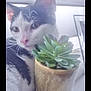 Cookie joined the competition — help win amazing prizes! cat, plant, succulent, pot, indoor, window, blind, black_and_white, pet, whiskers, fur, closeup, curious, face, nature, houseplant, green, cozy, soft_light, background