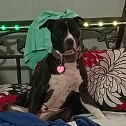 Jigsaw is registered to the contest to win money with this photo: dog, bed, pillow, blanket, collar, indoor, furniture, black_and_white, pet, resting, fabric, light, metal, comfort, animal, domestic, cute, sitting, cozy, casual