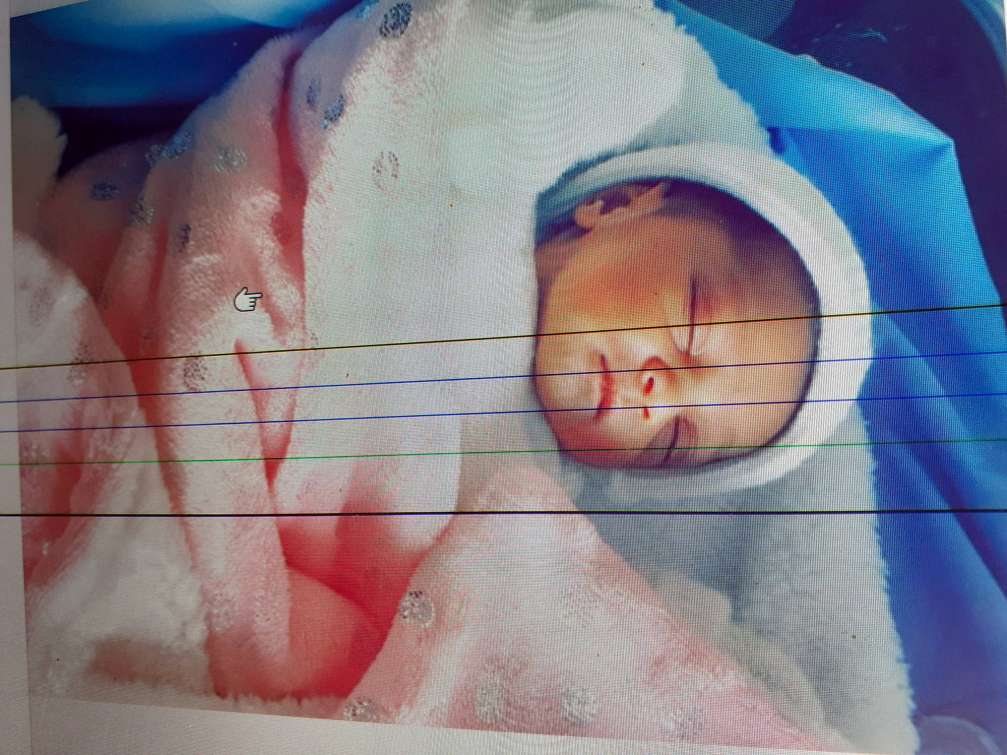 Stalone a rejoint le concours — aidez-le/la à gagner de superbes lots ! bathing, chest, eyelash, flesh, fur, gesture, happy, human_leg, jaw, mouth, nose, person, rectangle, snout, square, visual_arts, whiskers