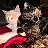 Snow participe au concours pour gagner de l'argent avec cette photo : animal, blanket, cat, cats, close_up, cozy, cream_cat, cute, ears, feline, fur, indoor, paw, pets, relaxation, resting, sleeping, snuggling, tortoiseshell_cat, whiskers