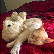 Snow a rejoint le concours — aidez-le/la à gagner de superbes lots ! animal, bed, blanket, cat, comfort, cozy, cute, domestic, fur, indoor, nap, pets, plush, red, relaxation, resting, sleeping, soft, stuffed_animal, teddy_bear