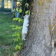 Bounty participe au concours pour gagner de l'argent avec cette photo : kitten, cat, climbing, tree, bark, grass, outdoor, garden, plant, greenery, young_animal, nature, small_animal, fur, pet, animal, playful, daylight, yard, curious