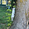 animal, bark, cat, climbing, curious, daylight, fur, garden, grass, greenery, kitten, nature, outdoor, pet, plant, playful, small_animal, tree, yard, young_animal