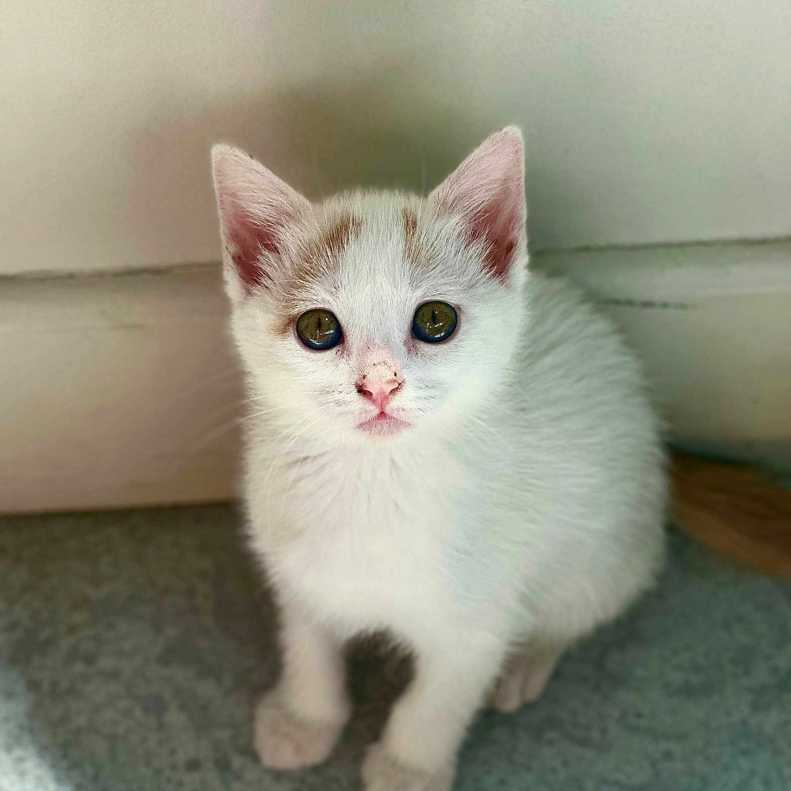 Bounty a rejoint le concours — aidez-le/la à gagner de superbes lots ! kitten, cat, white_fur, small, cute, pet, animal, indoor, floor, wall, eyes, face, ears, feline, young, fur, whiskers, curious, sitting, domestic