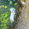 Bounty participe au concours pour gagner de l'argent avec cette photo : kitten, white_cat, climbing, tree_trunk, moss, green_leaves, outdoor, nature, grass, young_cat, animal, pet, curious, small_paws, fur, daylight, adventure, cute, wildlife, garden