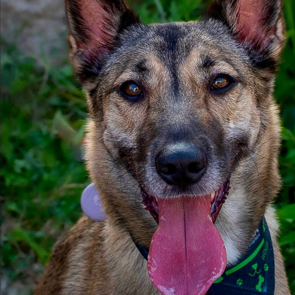 Taïka a rejoint le concours — aidez-le/la à gagner de superbes lots ! dog, canine, tongue_out, ears, bandana, pet, animal, outdoor, greenery, portrait, happy, smiling, close_up, fur, domestic_animal, muzzle, collar, nature, friendly, playful