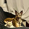 Taïka participe au concours pour gagner de l'argent avec cette photo : dog, cat, indoor, window, curtain, pet, animal, resting, feline, canine, fur, ears, face, companion, friendship, cozy, couch, blanket, domestic, relaxation