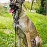 Taïka a rejoint le concours — aidez-le/la à gagner de superbes lots ! dog, german_shepherd, canine, pet, outdoor, grass, greenery, nature, animal, happy, tongue_out, collar, leash, sitting, ears_up, portrait, daylight, tree, friendly, alert