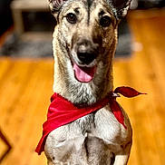 Taïka participe au concours pour gagner de l'argent avec cette photo : dog, red_bandana, happy, tongue_out, ears_up, indoor, wooden_floor, pet, canine, blurred_background, standing, front_legs_up, animal, companion, cute, friendly, mammal, domestic_dog, alert, playful