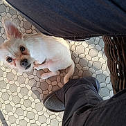 Rosko joined the competition — help win amazing prizes! dog, small_dog, white_dog, curious_eyes, tiled_floor, person, footwear, slippers, wicker_chair, shadow, sunlight, looking_up, pet, indoor, floor_tiles, canine, animal, close_up, companion, domestic_animal