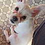 Rosko is registered to the contest to win money with this photo: dog, small_dog, white_dog, pet, cute, looking_up, floor, hexagonal_tiles, ears, fur, animal, sitting, companion, curious, indoor, paw, tail, close_up, person_leg, canine
