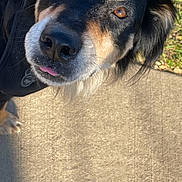 Koda is registered to the contest to win money with this photo: animal, black_fur, brown_eyes, canine, close_up, daylight, dog, ears, fur, grass, muzzle, nose, outdoor, pet, sidewalk, sunlight, tan_fur, tongue_out, whiskers, white_fur