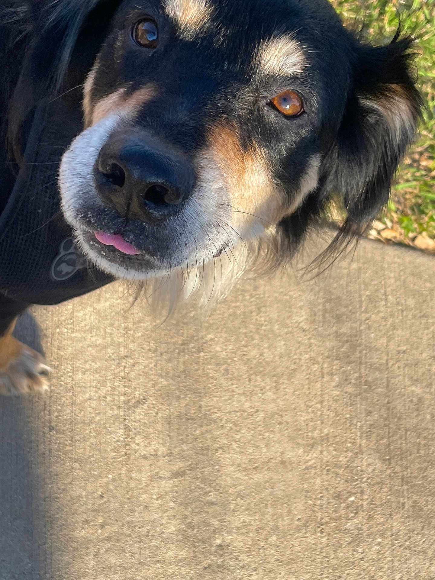 Koda