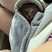 Meeko joined the competition — help win amazing prizes! cat, hoodie, legs, gray_clothing, pet, animal, feline, cozy, snuggled, soft_texture, indoor, casual, relaxed, warm, resting, closeup, comfort, cute, fur, face