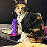 Mila Jas Mendez is registered to the contest to win money with this photo: animal, black_white_orange, calico_cat, cat, closeup, collar, dresser, ears, feline, floral_blanket, grooming_product, hairbrush, indoors, pet, plate, portrait, purple_container, sitting, whiskers, yellow_eyes