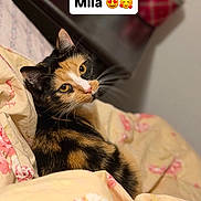 Mila Jas Mendez joined the competition — help win amazing prizes! animal, bed, bedroom, black_fur, blanket, calico_cat, cat, close_up, cozy, ears, floral_pattern, indoors, orange_fur, pet, portrait, relaxed, text_overlay, whiskers, white_fur, yellow_eyes
