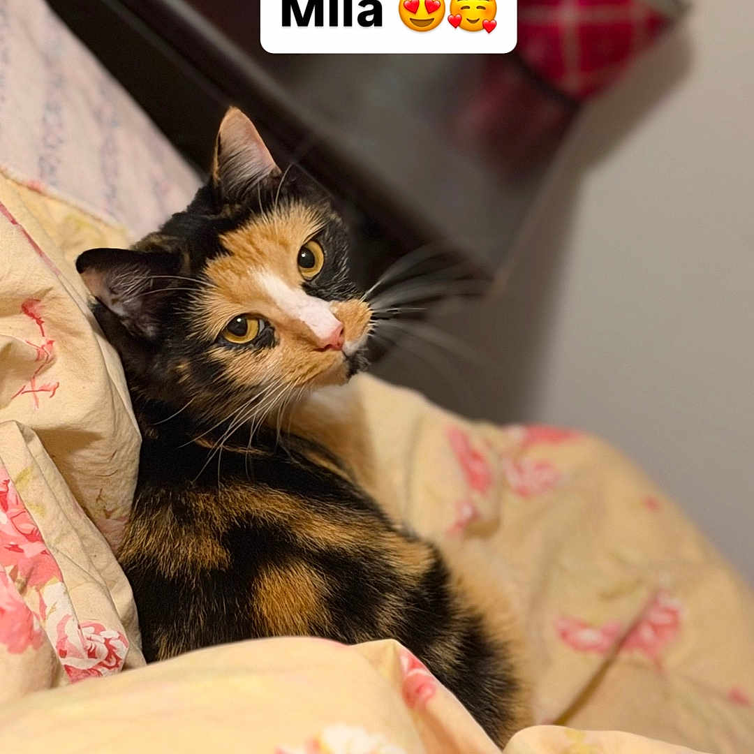 Mila Jas Mendez joined the competition — help win amazing prizes! animal, bed, bedroom, black_fur, blanket, calico_cat, cat, close_up, cozy, ears, floral_pattern, indoors, orange_fur, pet, portrait, relaxed, text_overlay, whiskers, white_fur, yellow_eyes