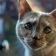 Saru is registered to the contest to win money with this photo: cat, close_up, animal, pet, feline, curious, whiskers, ears, fur, portrait, domestic_cat, cute, indoor, soft_focus, blurry_background, eyes, face, muzzle, looking, adorable